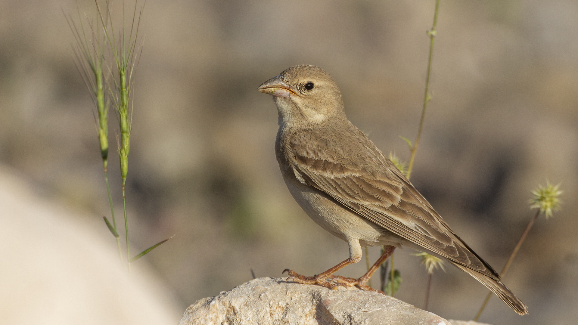 Pale Rockfinch